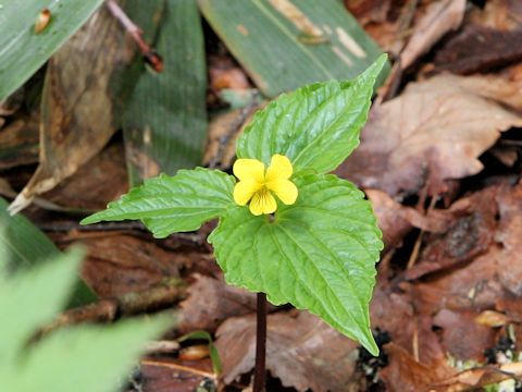 Viola brevistipulata