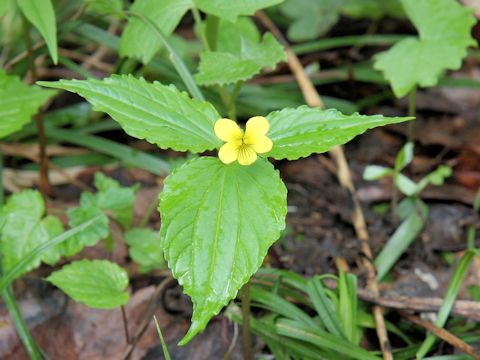 Viola brevistipulata