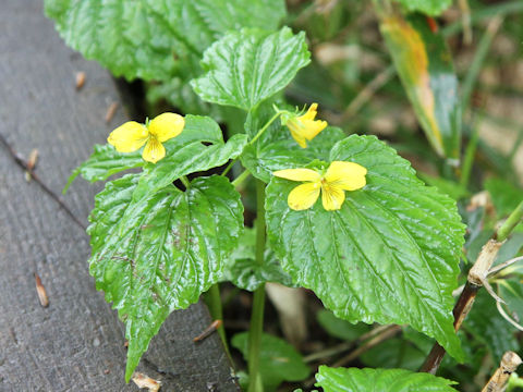 Viola brevistipulata