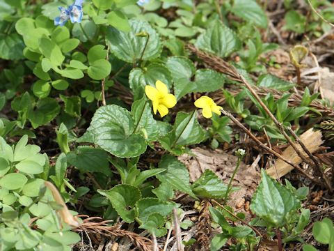 Viola brevistipulata