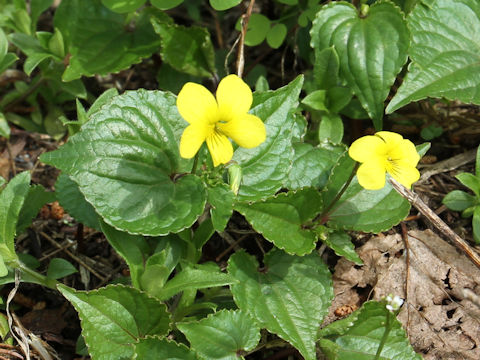 Viola brevistipulata