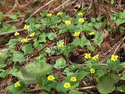 Viola brevistipulata