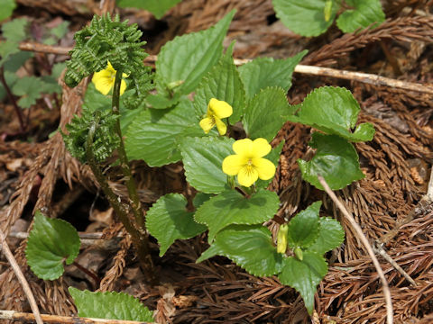 Viola brevistipulata