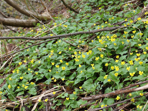 Viola brevistipulata