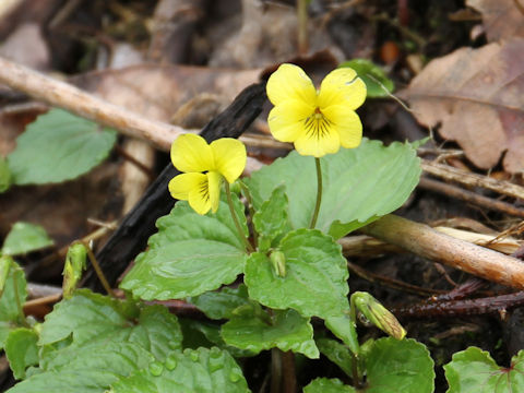 Viola brevistipulata