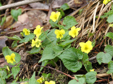 Viola brevistipulata