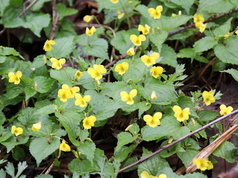 Viola brevistipulata