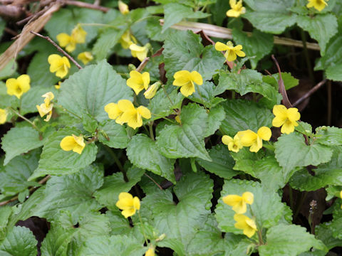 Viola brevistipulata