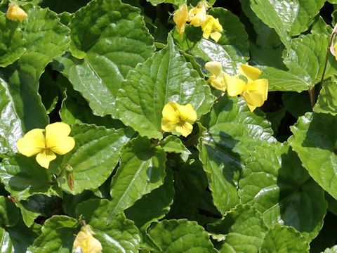 Viola brevistipulata