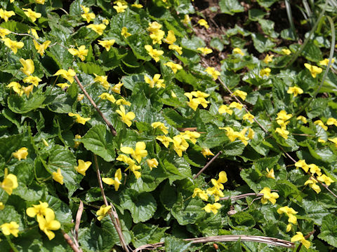 Viola brevistipulata