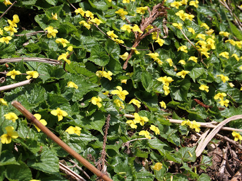 Viola brevistipulata