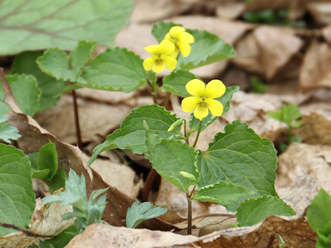 Viola brevistipulata