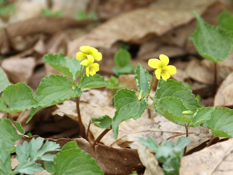 Viola brevistipulata