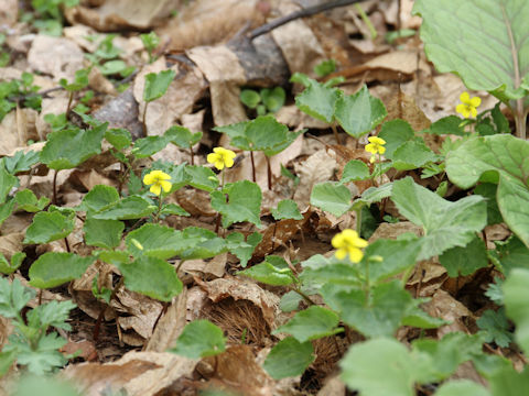 Viola brevistipulata