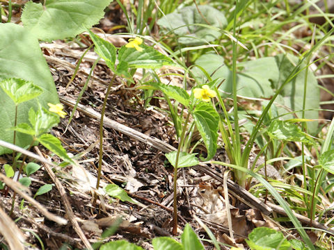 Viola brevistipulata