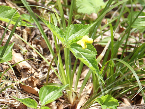 Viola brevistipulata