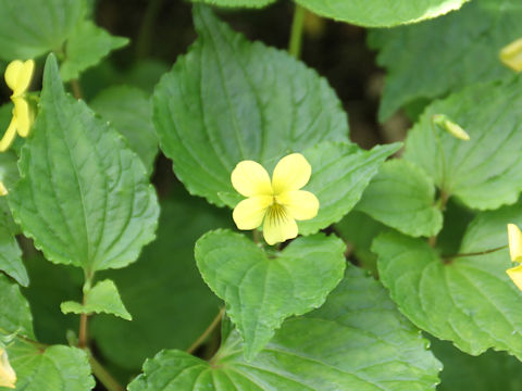 Viola brevistipulata