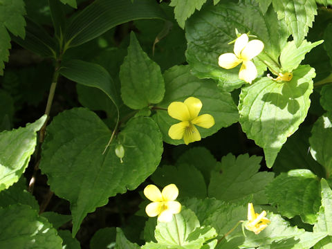 Viola brevistipulata