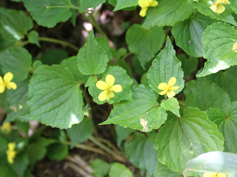 Viola brevistipulata