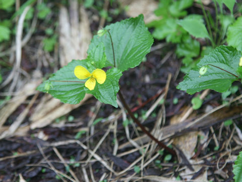 Viola brevistipulata