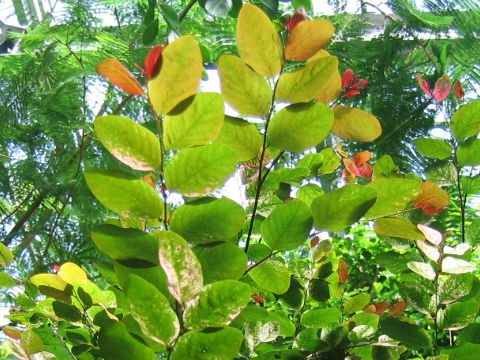 Breynia officinalis