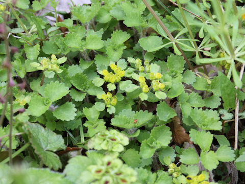 Chrysosplenium pilosum var. fulvum