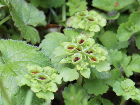 Chrysosplenium pilosum var. fulvum