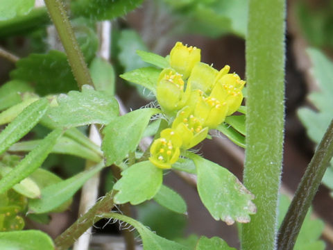 Chrysosplenium pilosum var. fulvum