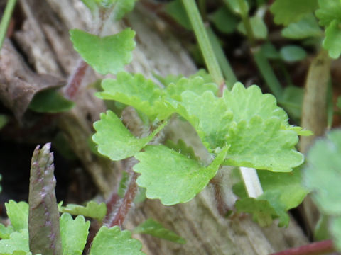 Chrysosplenium pilosum var. fulvum