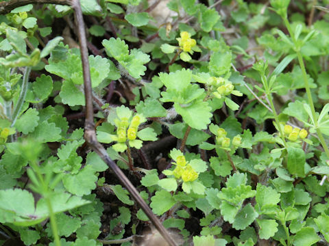 Chrysosplenium pilosum var. fulvum