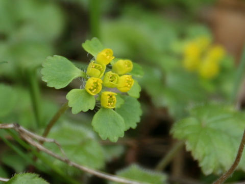 Chrysosplenium pilosum var. fulvum