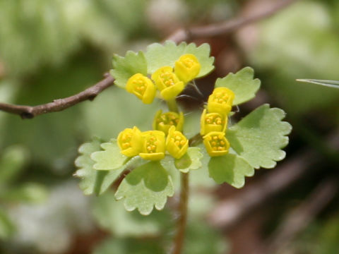 Chrysosplenium pilosum var. fulvum