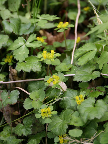 Chrysosplenium pilosum var. fulvum