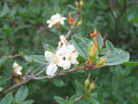 Rhododendron tschonoskii var. trinerve