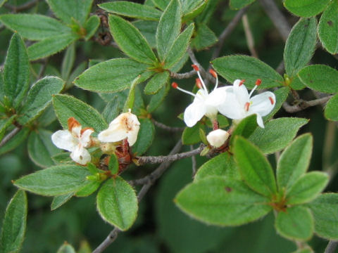 Rhododendron tschonoskii var. trinerve