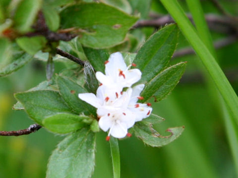 Rhododendron tschonoskii var. trinerve