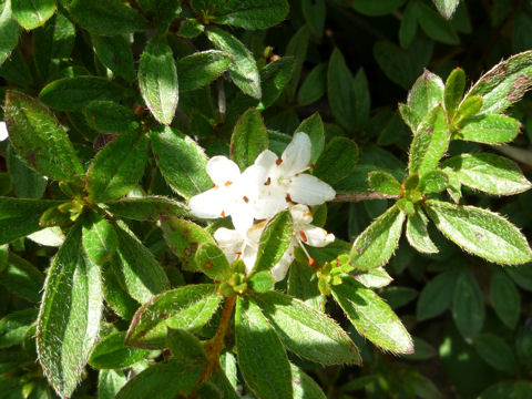 Rhododendron tschonoskii var. trinerve