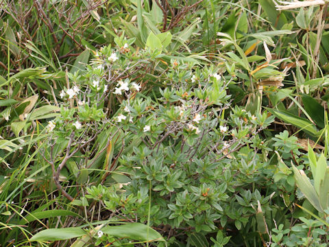 Rhododendron tschonoskii var. trinerve