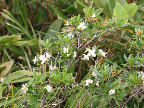 Rhododendron tschonoskii var. trinerve