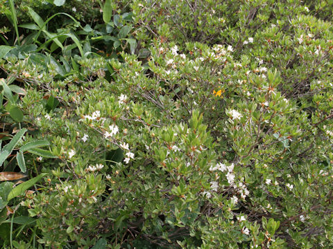 Rhododendron tschonoskii var. trinerve