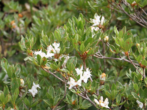 Rhododendron tschonoskii var. trinerve