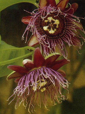 Passiflora quadrangularis