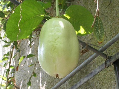 Passiflora quadrangularis