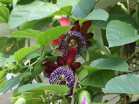 Passiflora quadrangularis