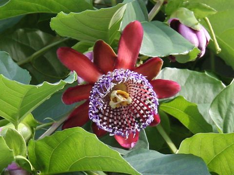 Passiflora quadrangularis