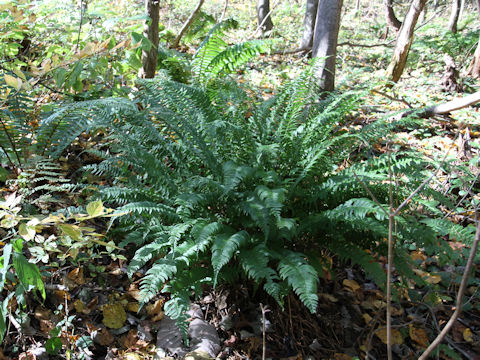 Dryopteris dickinsii