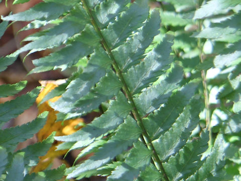 Dryopteris dickinsii