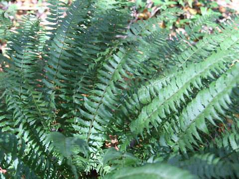 Dryopteris dickinsii