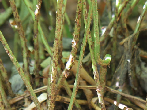 Dryopteris dickinsii