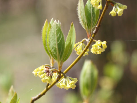 Lindera umbellata var. mambranacea